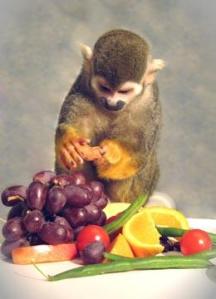 Dalton the squirrel monkey