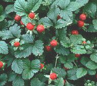 strawberries colour normal