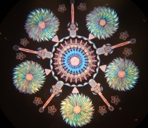 diatom art