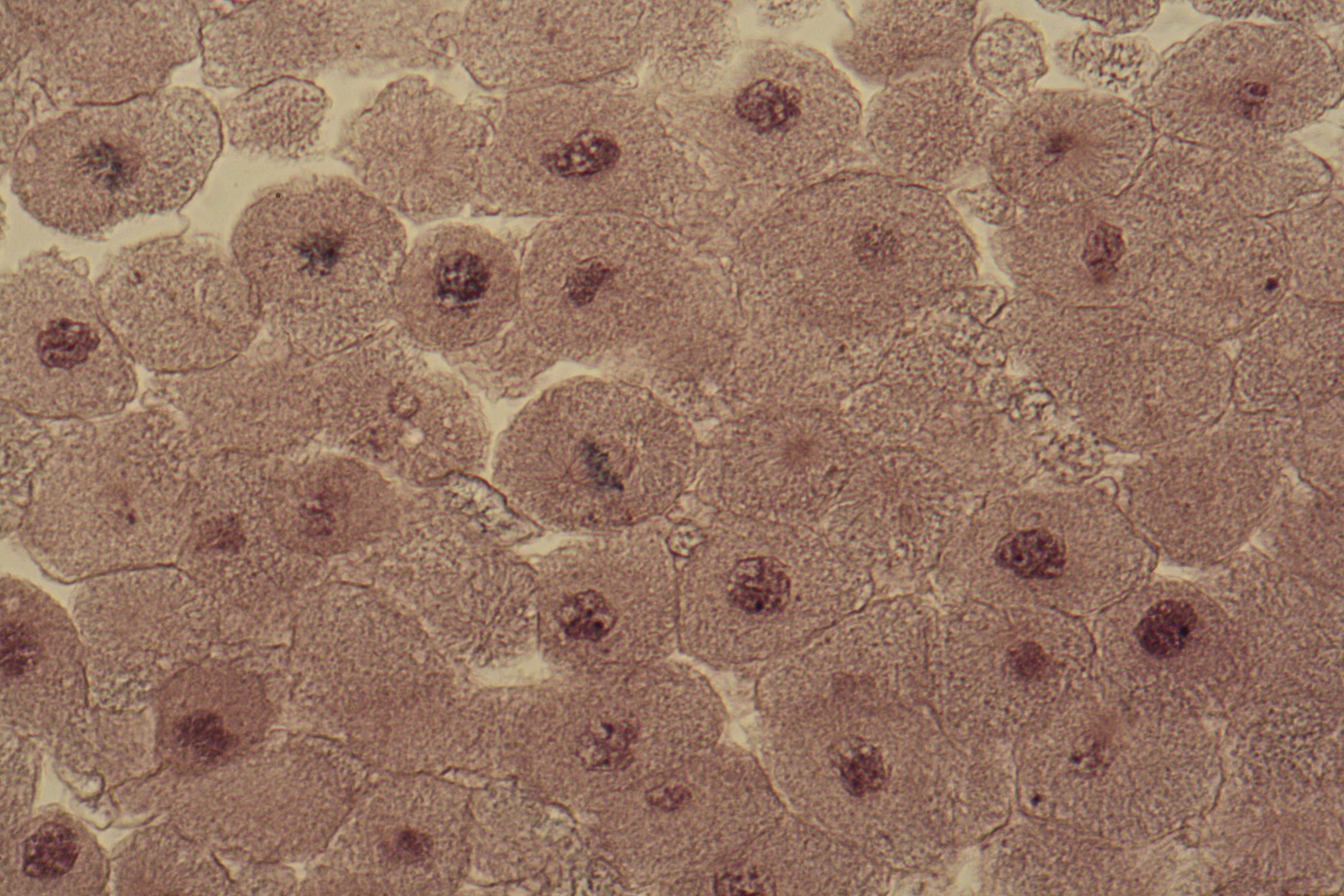 fish blastula with mitotic spindles
