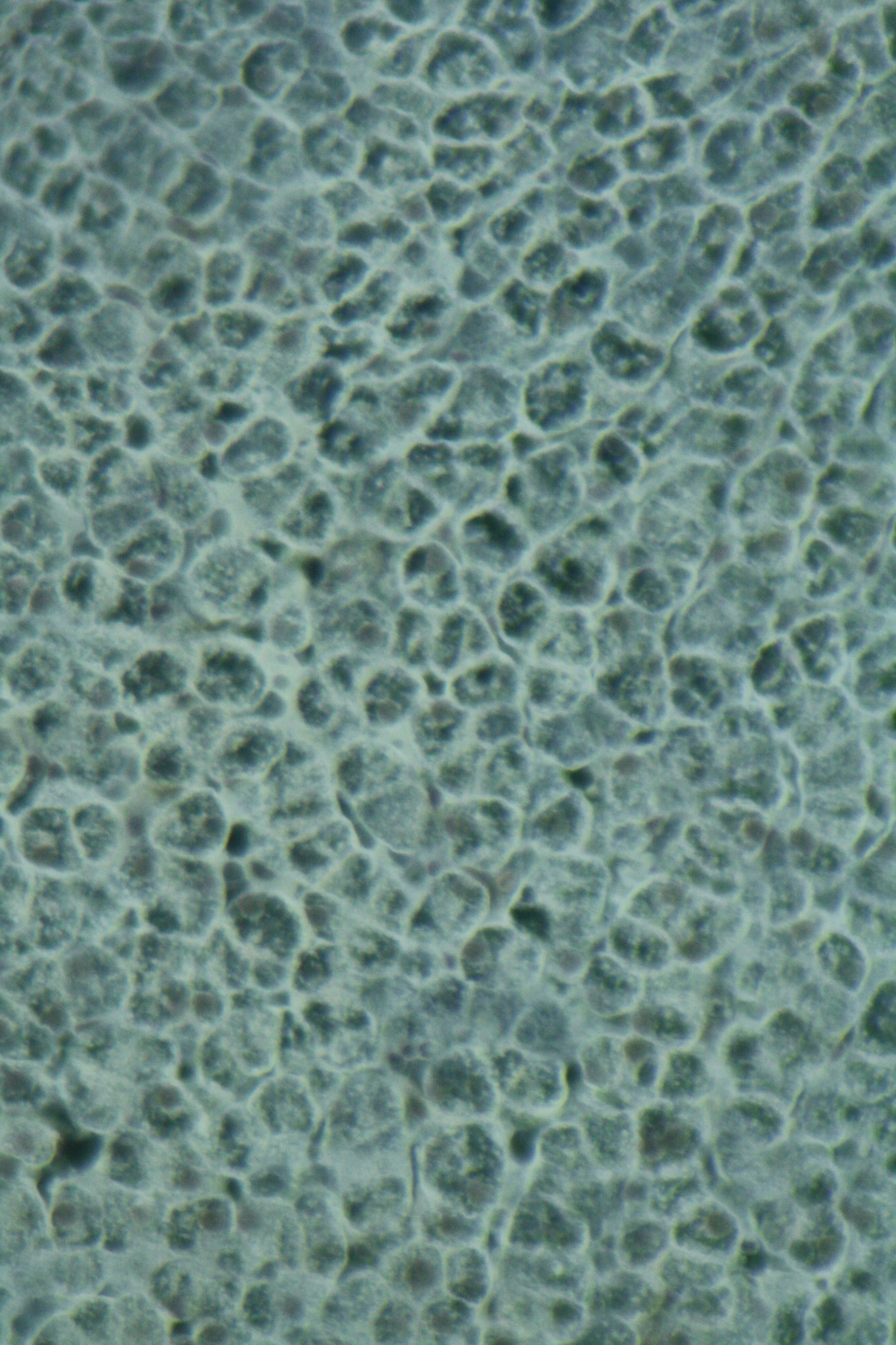 generalised animal cell