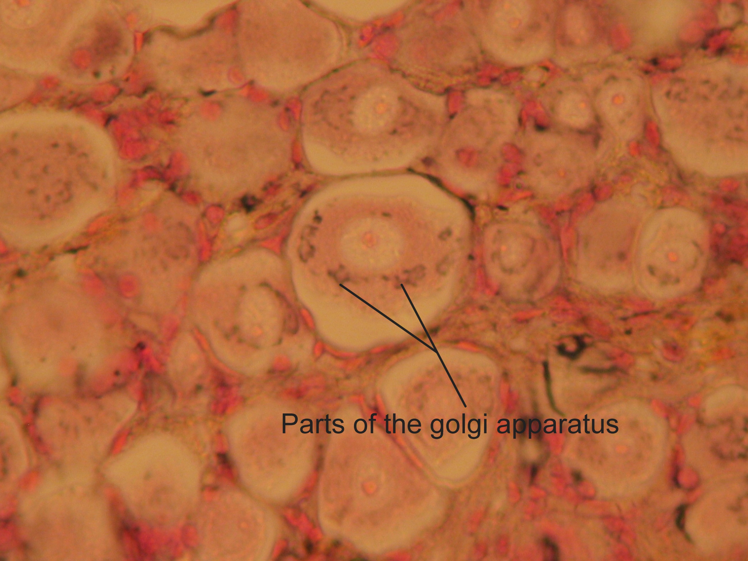 golgi