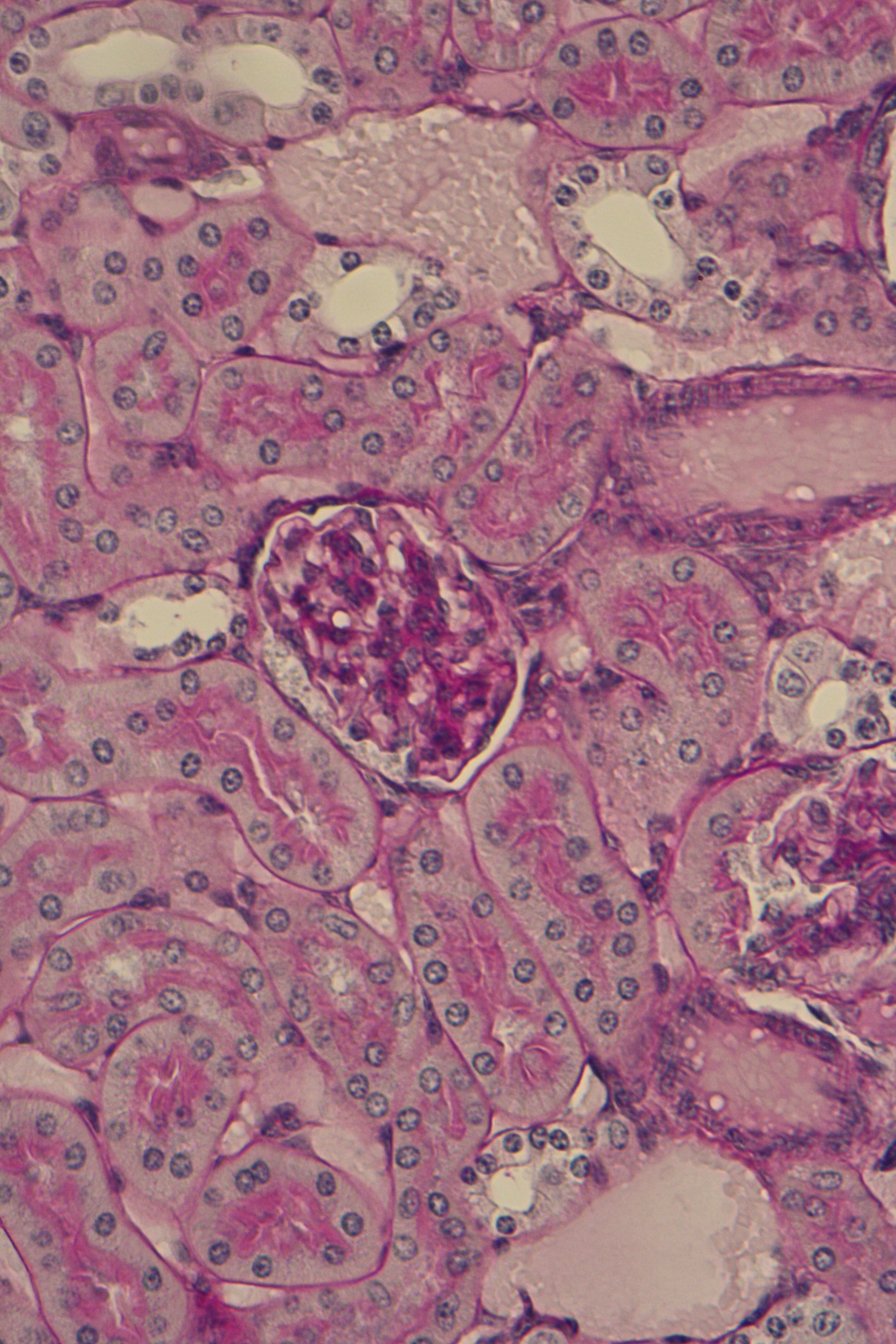 kidney with basement membranes and extracellular matrix
