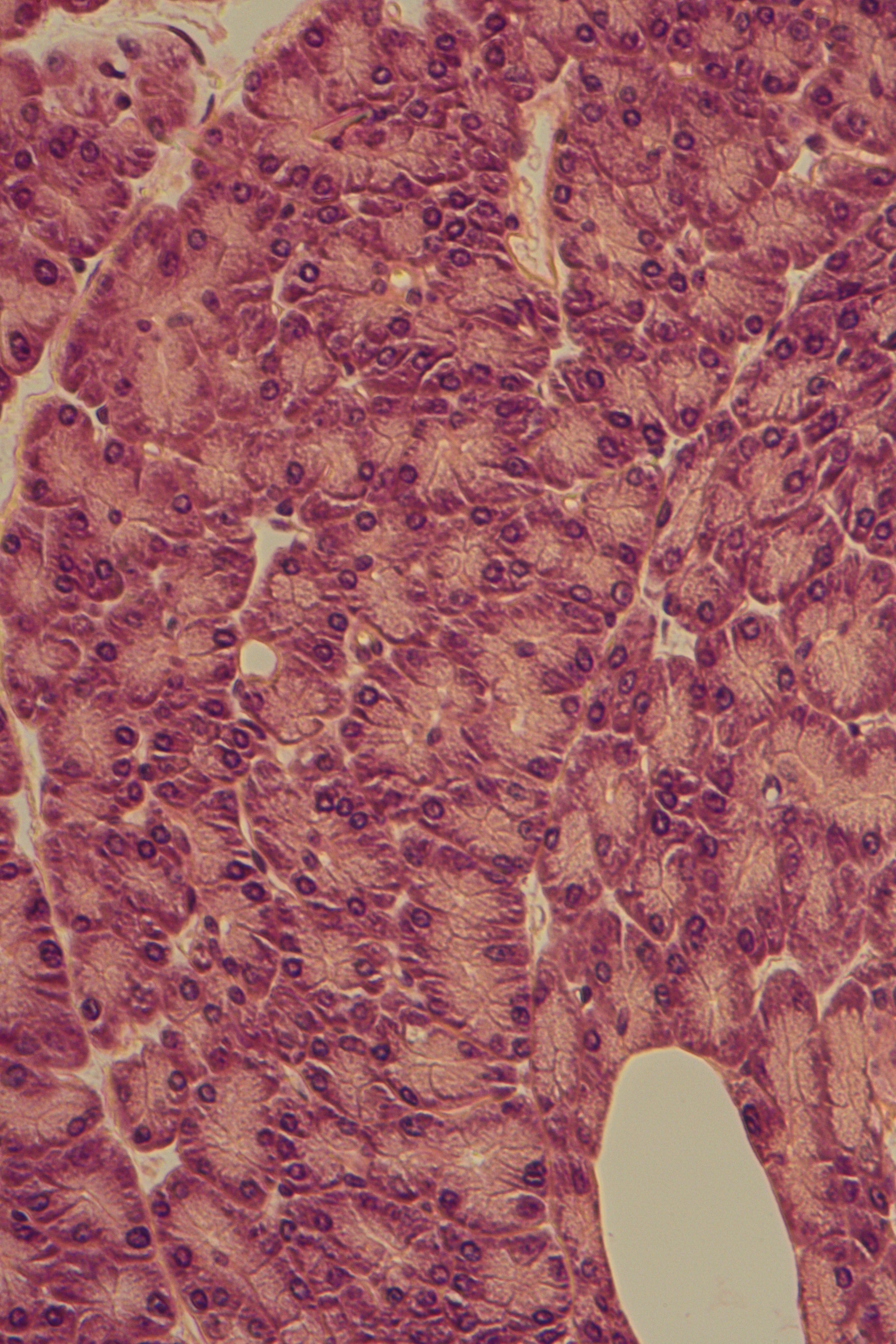 pancreas with exocytotic vesicles
