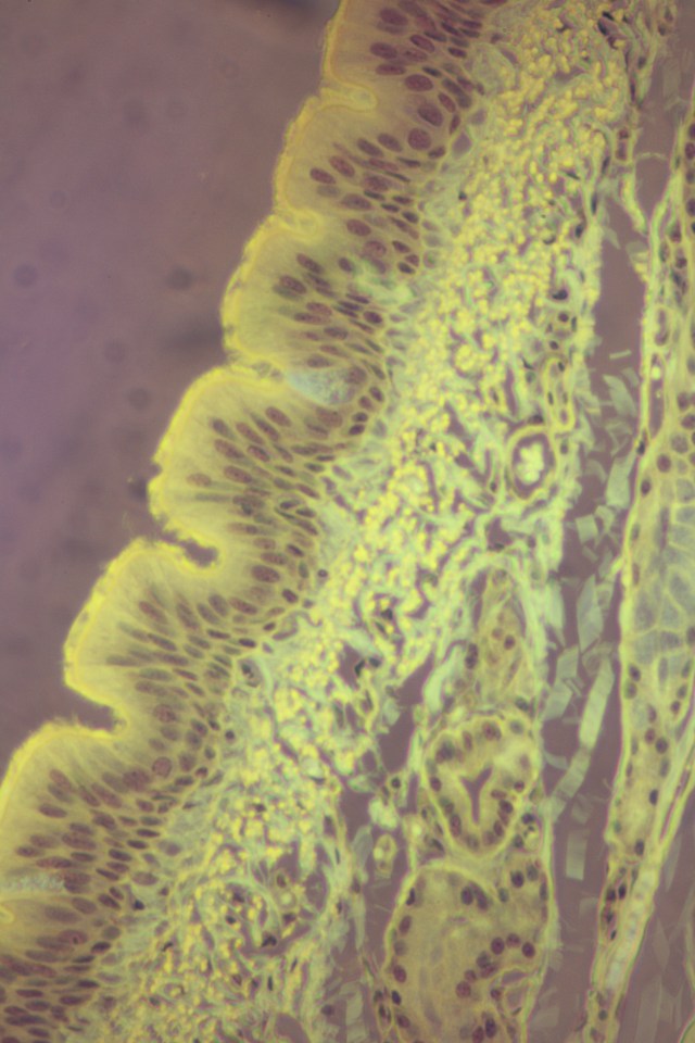 pseudostratified columnar epithelium (fluorescent)