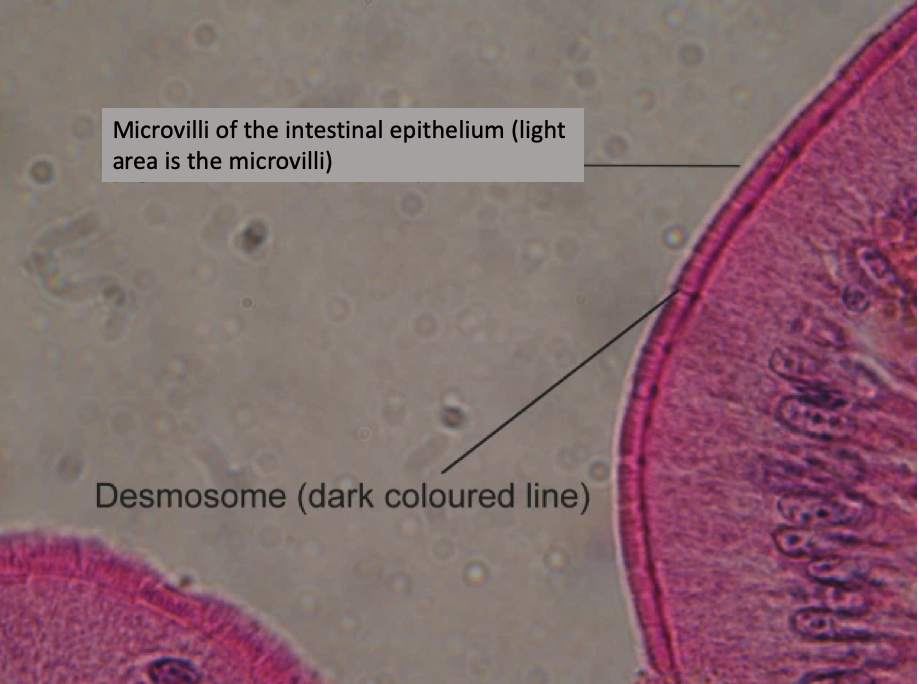 Screen Shot 2020-09-29 at 12.11.45 PM